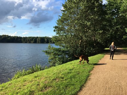 Hotel Seeblick in Gronau Frau geht mit Hund auf sonnigem Weg am Seeufer entlang