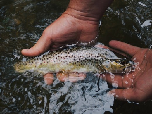 Restaurant Gronau: Seeblick Two hands holding a trout underwater