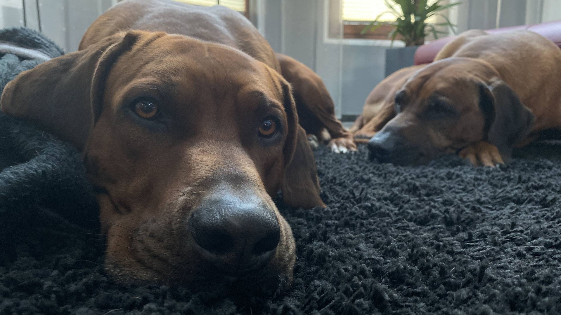 Urlaub am See in NRW mit Hund: hundefreundliches Hotel Seeblick Zwei braune Hunde liegen entspannt auf einem schwarzen Teppich in einem Raum