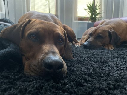 Aparthotel am See in Gronau Zwei braune Hunde liegen entspannt auf einem schwarzen Teppich in einem Raum