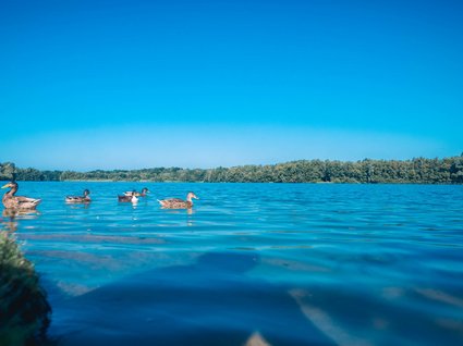 Holidays in an apartment with a lake view Ducks swimming in blue lake with tree-lined shore under clear sky
