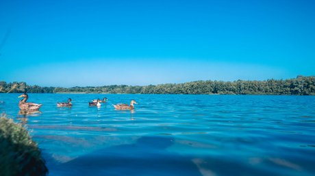 Appartementhotel Seeblick: Bildergalerie Enten schwimmen im blauen See vor bewaldetem Ufer unter klarem Himmel