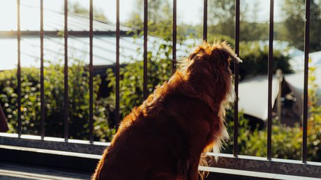 Appartementhotel Seeblick: Bildergalerie Bruine hond zit op een terras en kijkt door een metalen balustrade