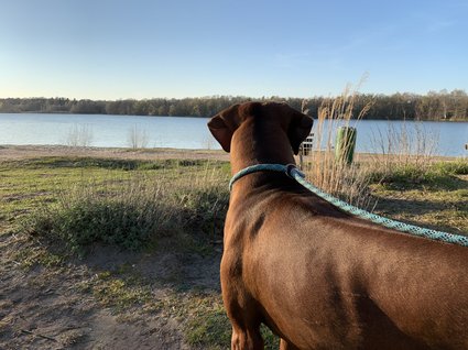 Hotel Seeblick in Gronau Hund blickt auf einen See mit Bäumen am Ufer an einem sonnigen Tag
