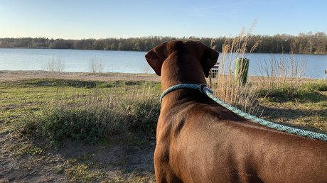 Appartementhotel Seeblick: Bildergalerie Hund blickt auf einen See mit Bäumen am Ufer an einem sonnigen Tag