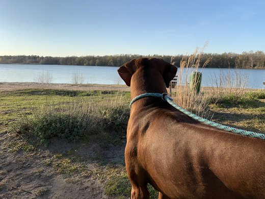Urlaub am See in NRW mit Hund: hundefreundliches Hotel Seeblick Hund blickt auf einen See mit Bäumen am Ufer an einem sonnigen Tag