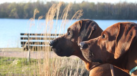 Appartementhotel Seeblick: Bildergalerie Zwei braune Hunde blicken auf einen See, im Hintergrund Gras und Bäume