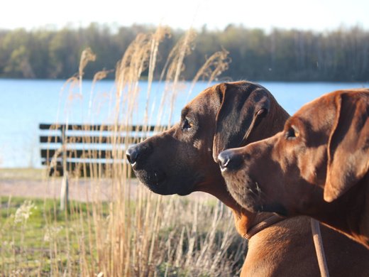 Hotel Seeblick in Gronau Zwei braune Hunde blicken auf einen See, im Hintergrund Gras und Bäume
