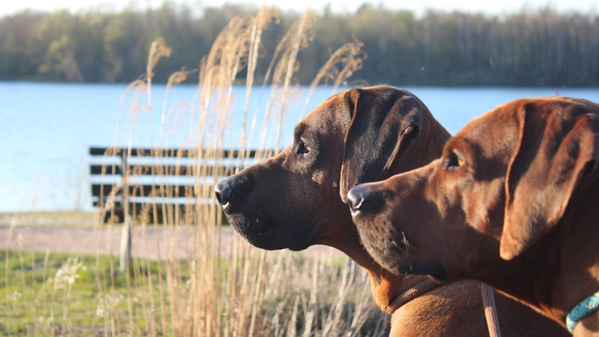 Seeblick: holidays by the lake in North Rhine-Westphalia Two brown dogs looking at a lake with grass and trees in the background